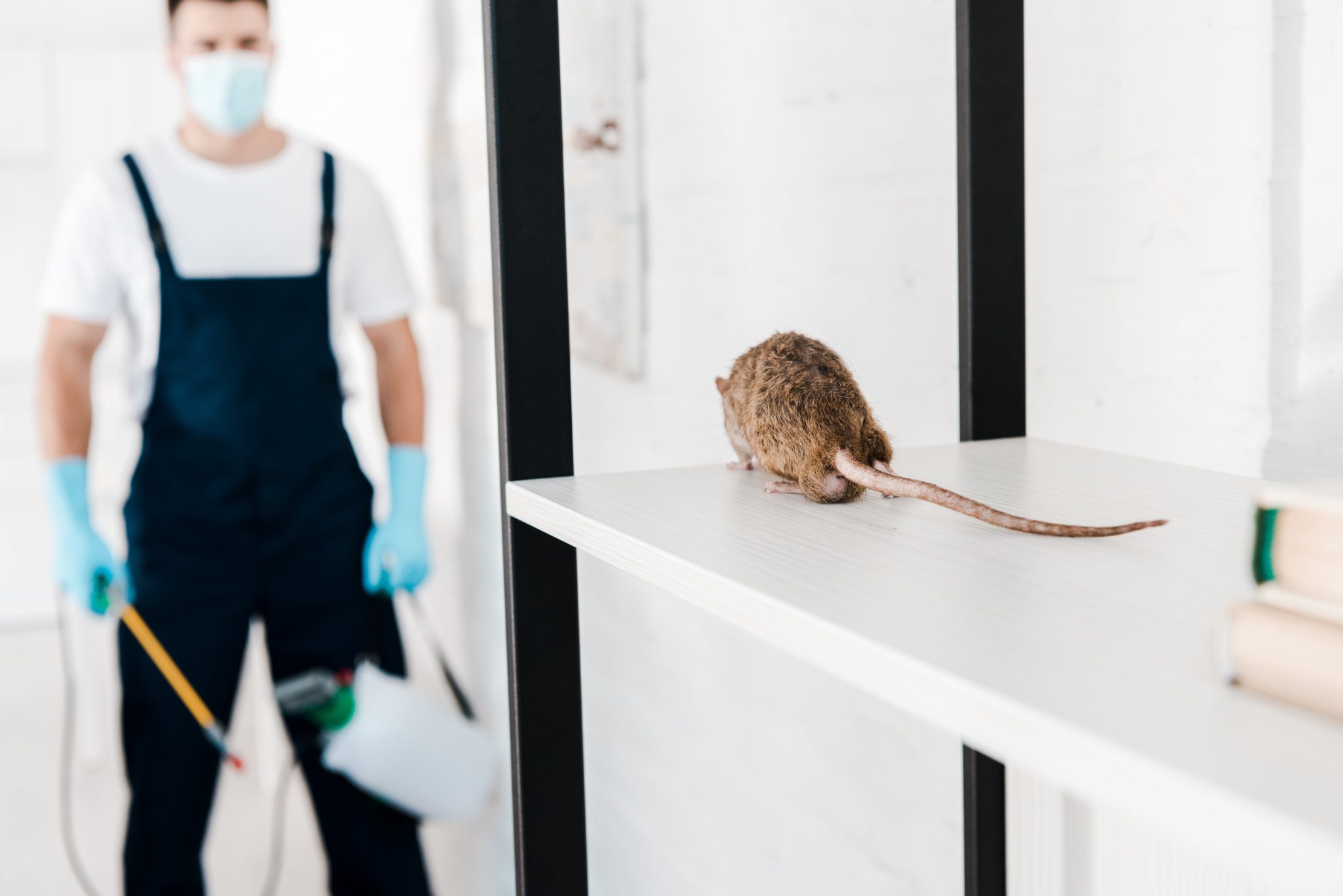 Rats and Pests Control